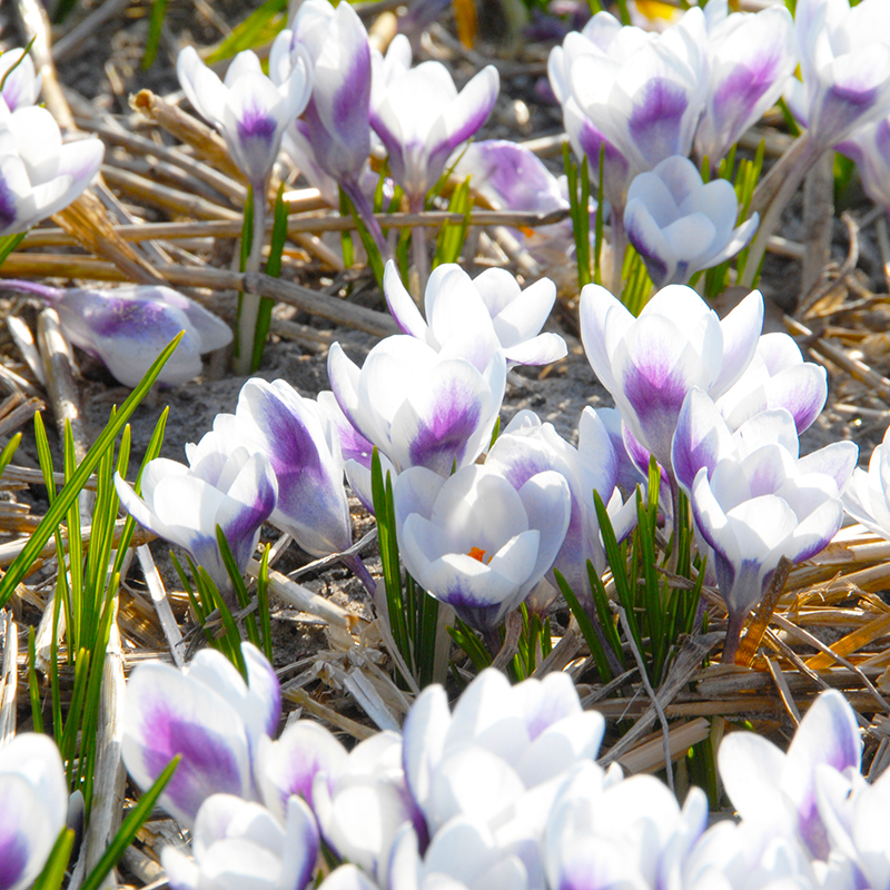 Crocus chrysanthus Prins Claus 5/+ , à 100