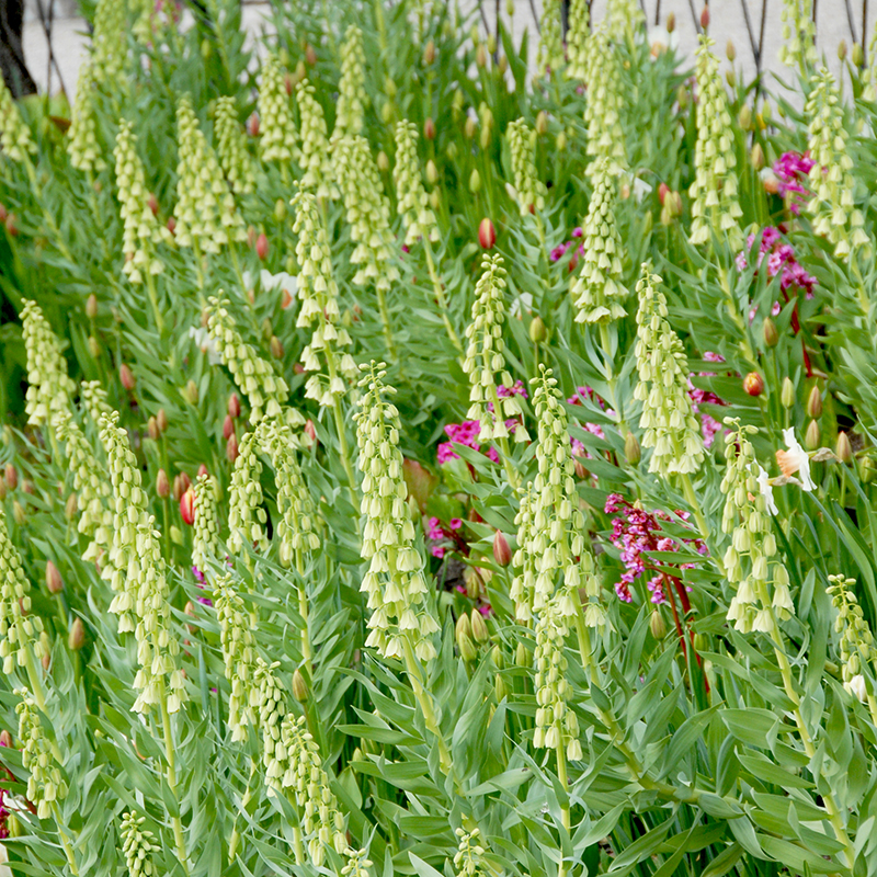 Fritillaria persica wit 20/+ , à 10