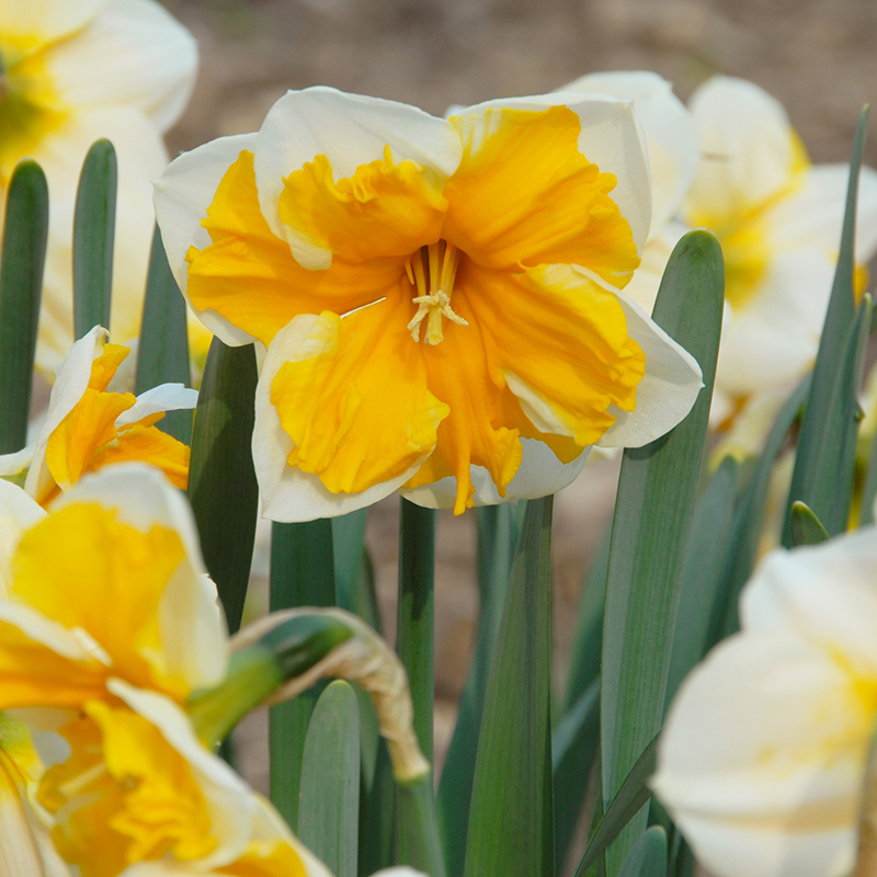Narcissus Orangery sp12/14 , à 50