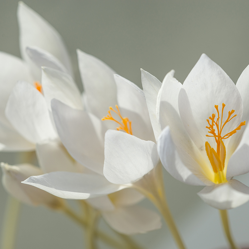 Crocus speciosus Albus 5/+ , à 100