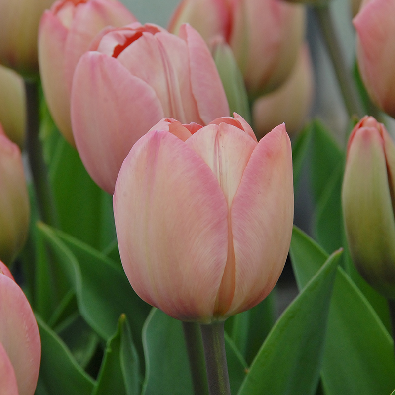 Tulipa Mystic van Eijk® 12/+ , à 50