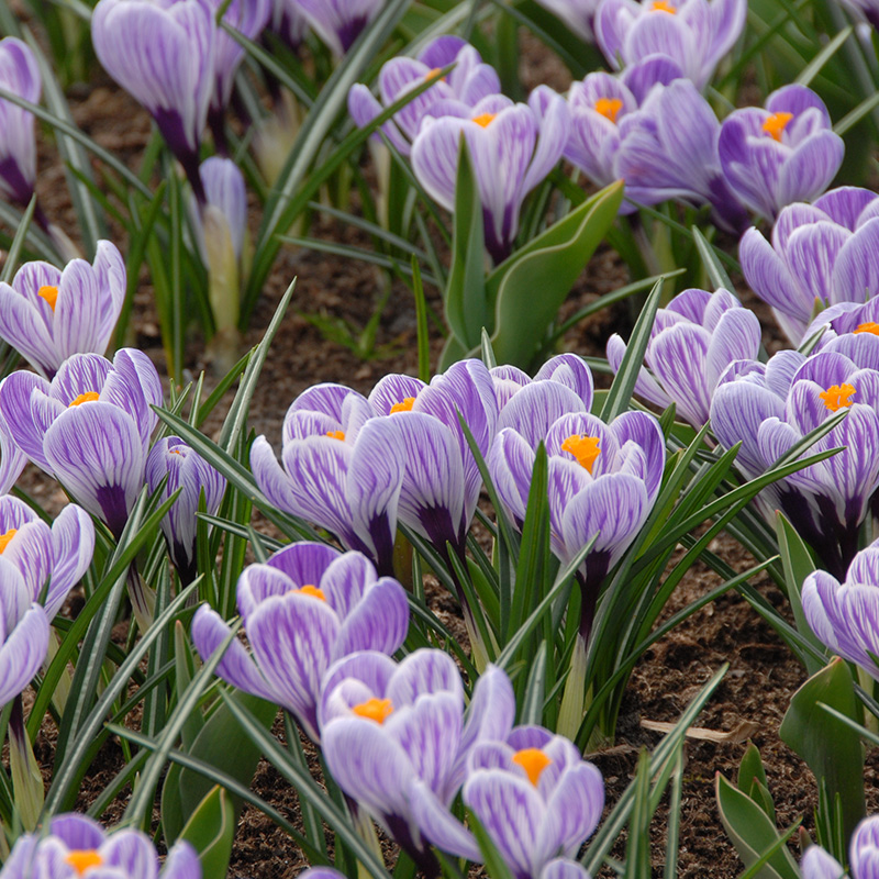 Crocus vernus Pickwick 7/8 , à 100