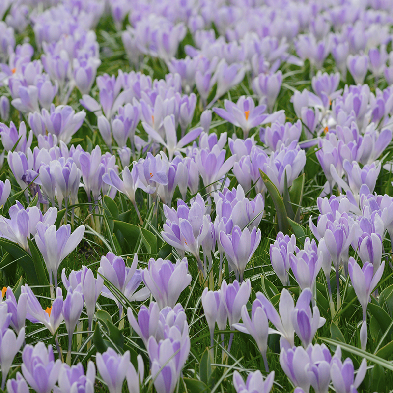 Crocus vernus Vanguard 9/10 , à 100