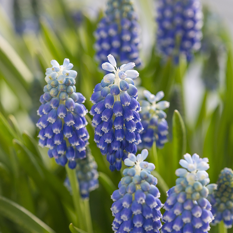 Muscari Touch of Snow® 8/9 , à 100