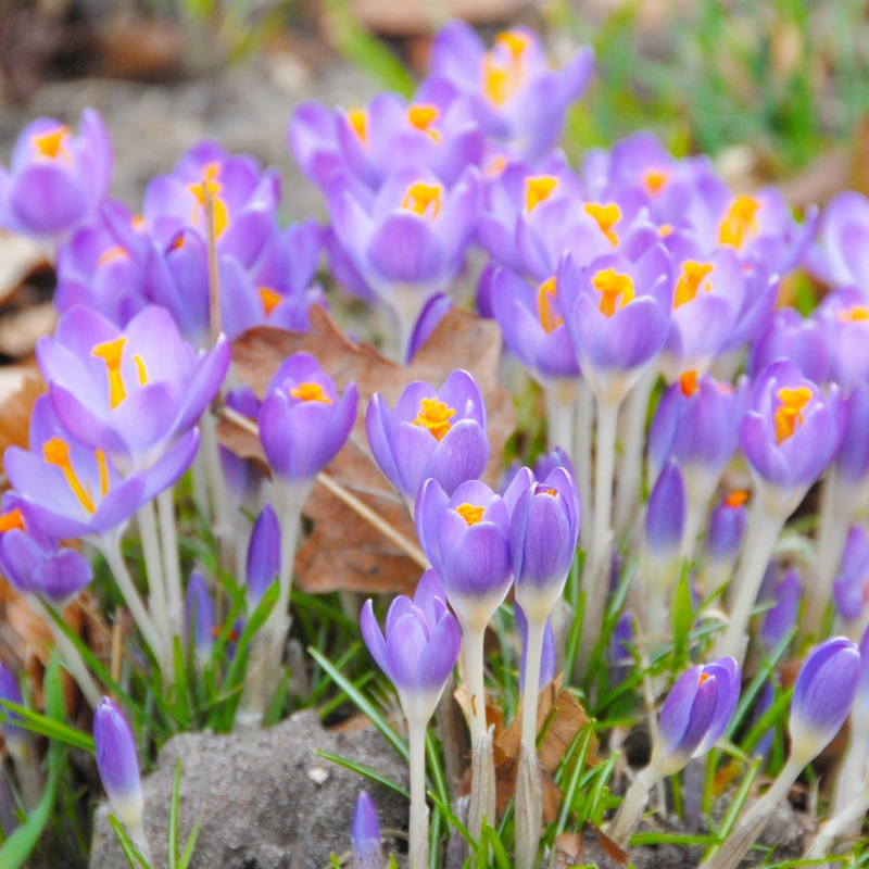 Crocus tommasinianus Barr's Purple 5/+ , à 100