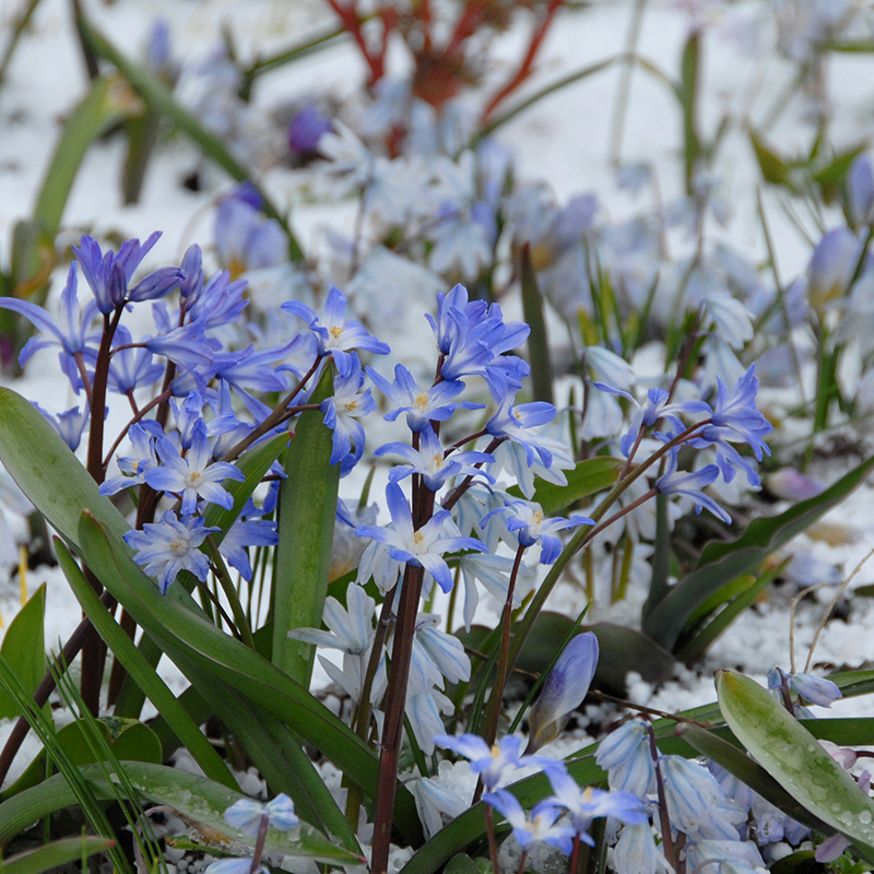 Chionodoxa forbesii Blue Giant 5/+ , à 100