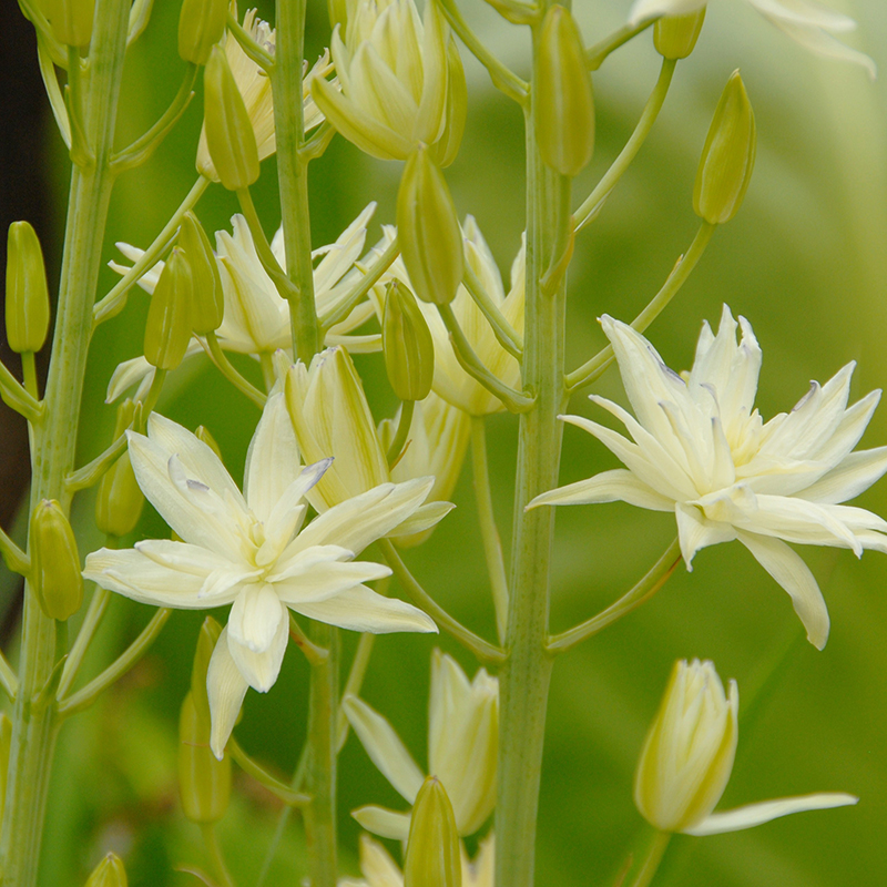 Camassia leichtlinii Semiplena 14/+ , à 25