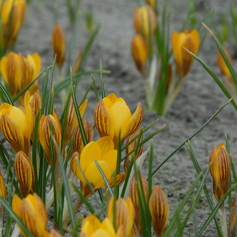 Crocus chrysanthus Fuscotinctus 5/+ , à 100