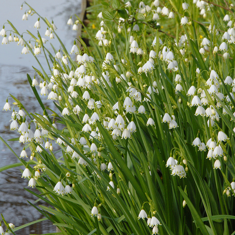 Leucojum aestivum Gravetye Giant 14/+ , à 25