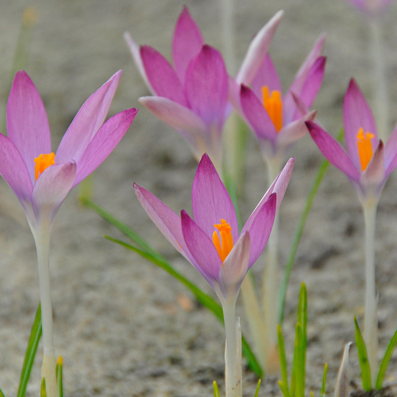 Crocus tommasinianus Roseus 5/+ , à 100