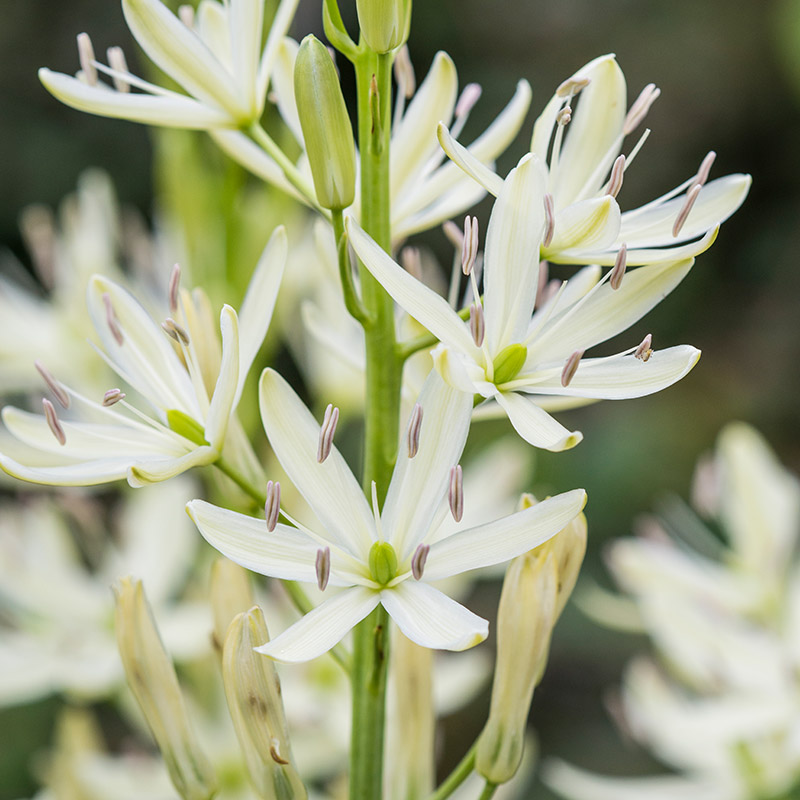 Camassia leichtlinii Alba 14/+ , à 25