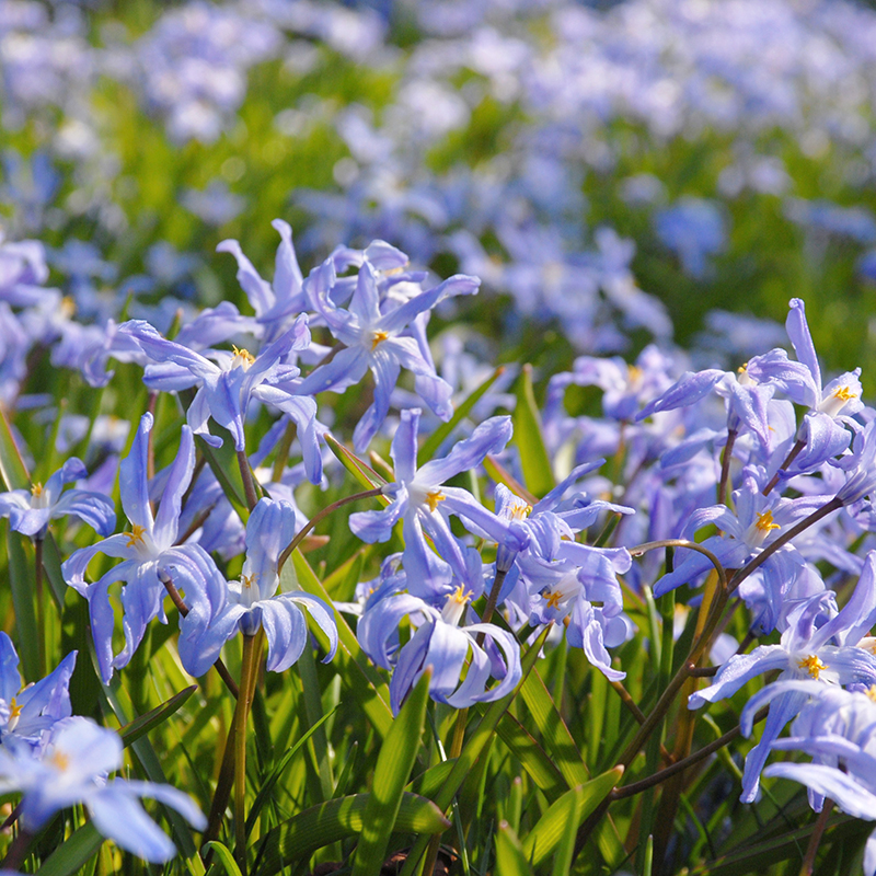 Chionodoxa luciliae 5/+ , à 100