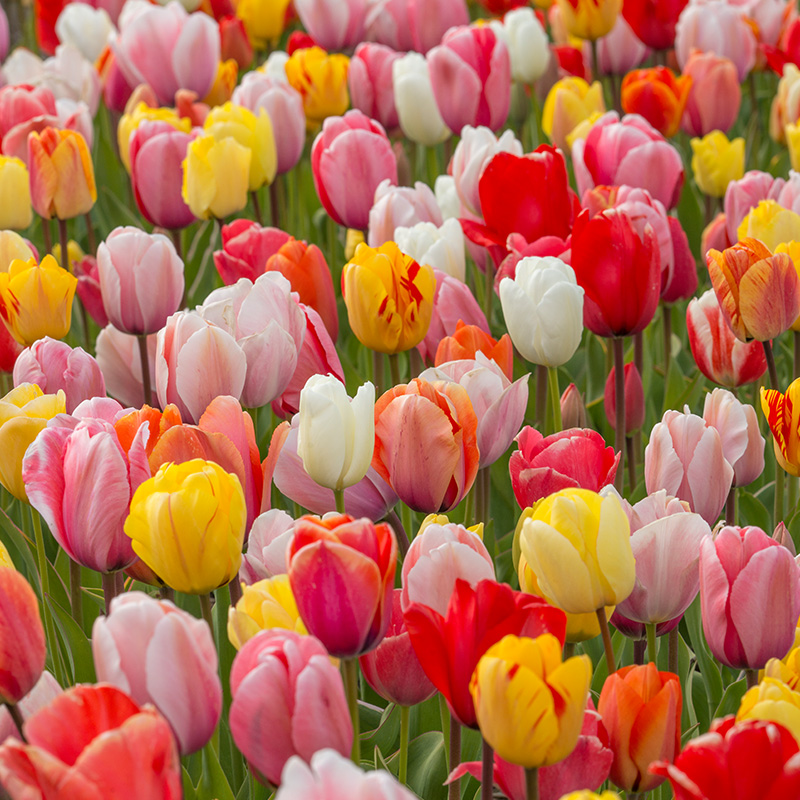 Tulipa Darwin-Hybrid Mix 12/+ , à 100