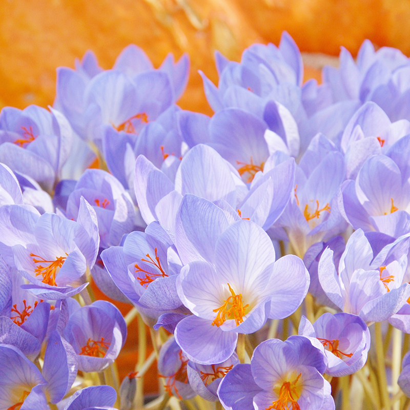Crocus speciosus ssp. speciosus 5/+ , à 100