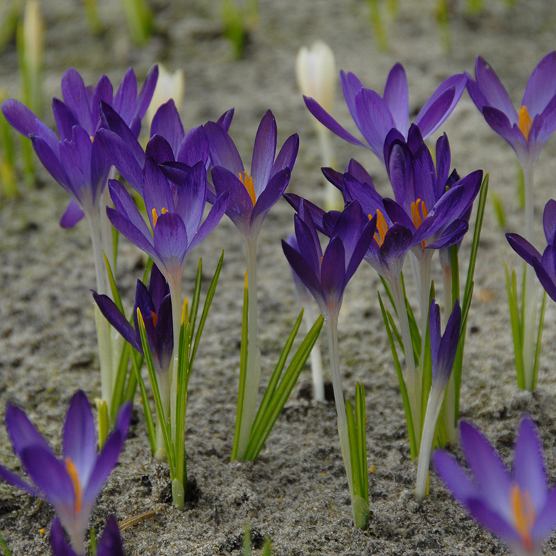 Crocus tommasinianus Whitewell Purple 5/+ , à 100