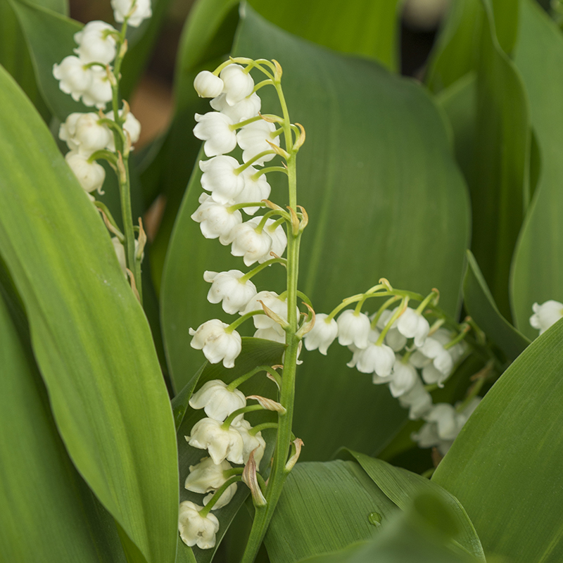 Convallaria majalis I , à 100
