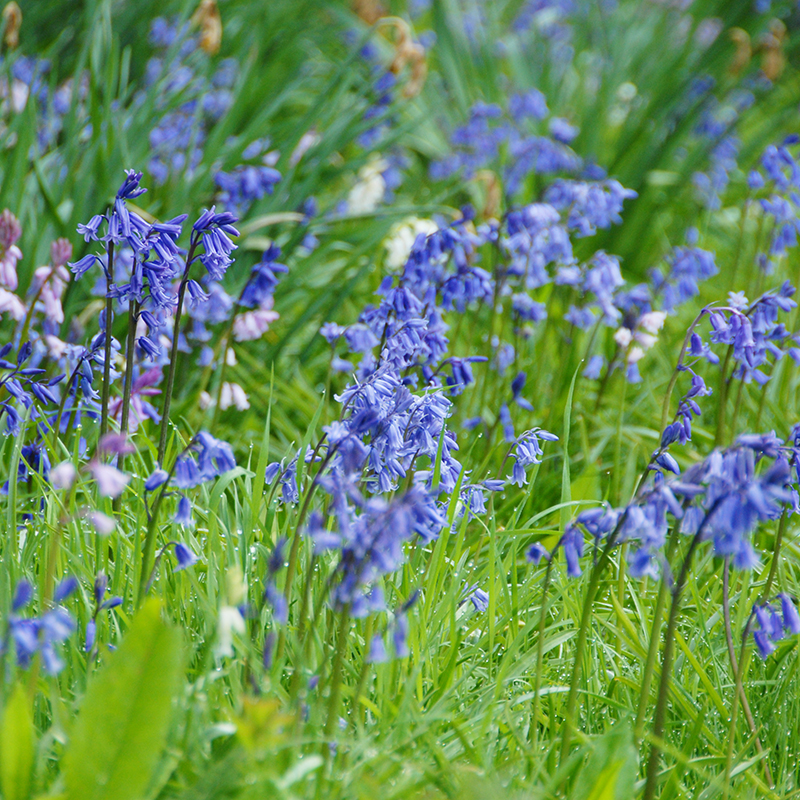 Hyacinthoides non-scripta 7/8 , à 100