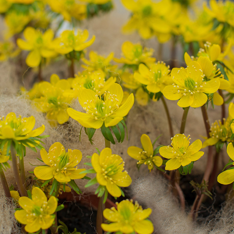 Eranthis cilicica 4/+ , à 100