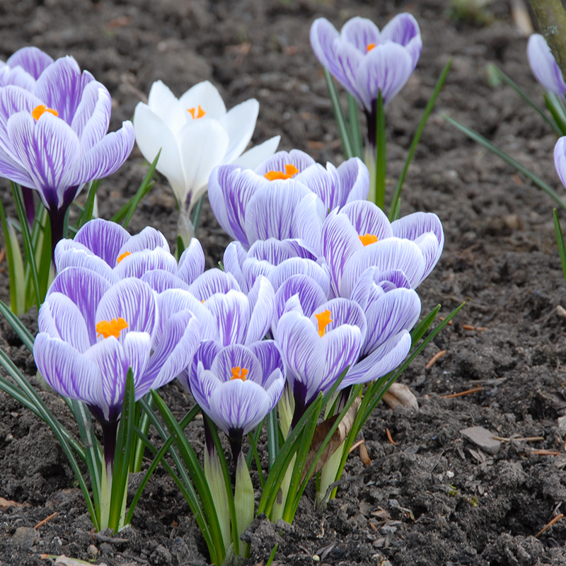 Crocus vernus Pickwick 9/10 , à 100