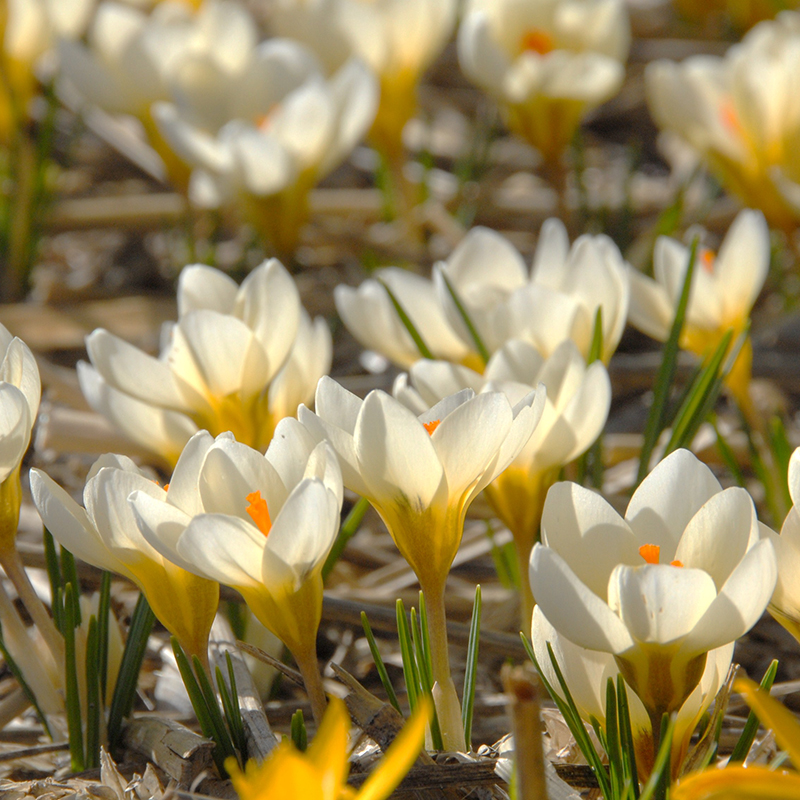 Crocus chrysanthus Cream Beauty 5/+ , à 100