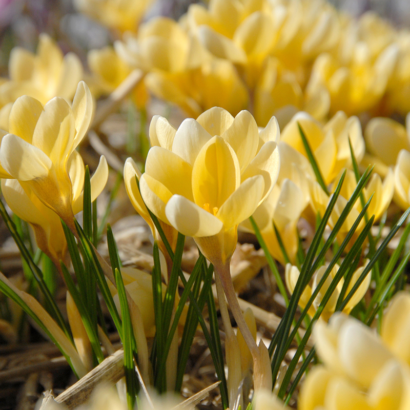 Crocus chrysanthus Romance 5/+ , à 100