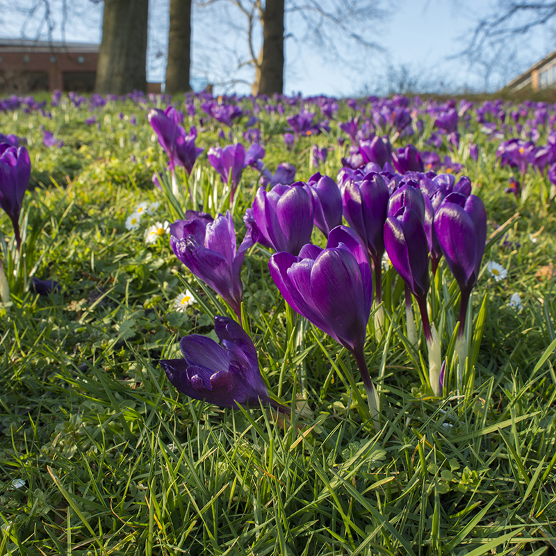 Crocus vernus Flower Record 9/10 , à 100