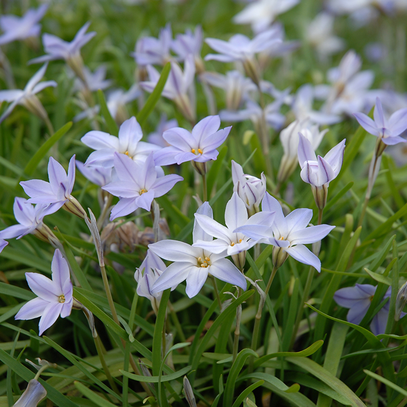 Ipheion uniflorum 4/+ , à 100