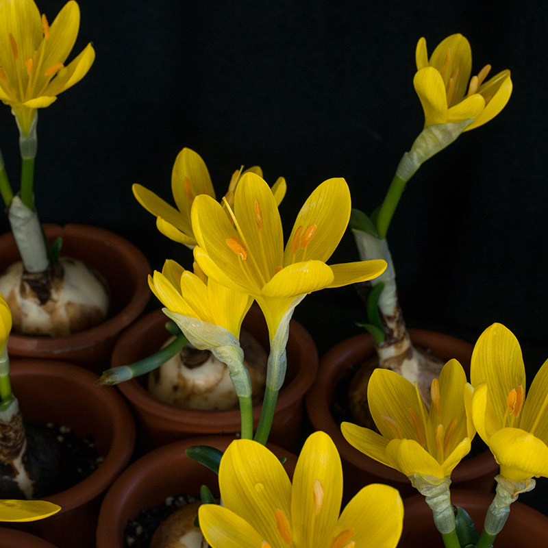 Sternbergia lutea 10/12 , à 25