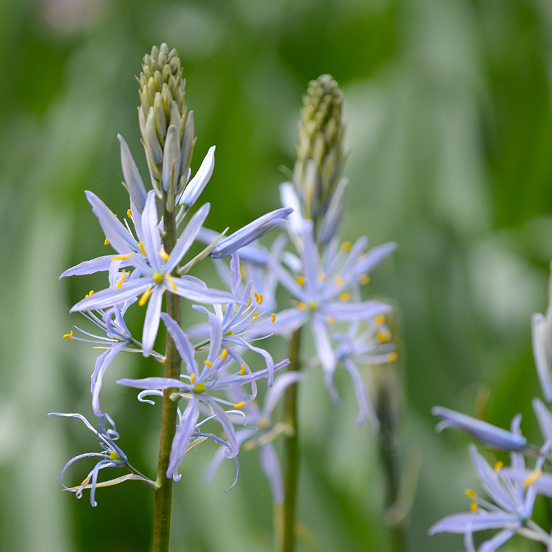 Camassia cusickii 14/+ , à 25