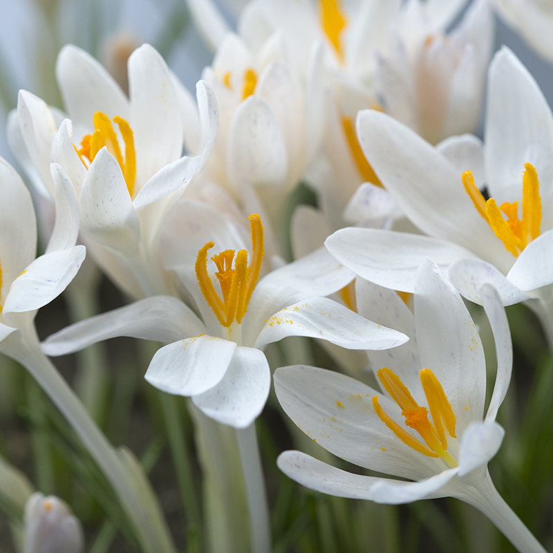 Crocus tommasinianus Albus 5/+ , à 100