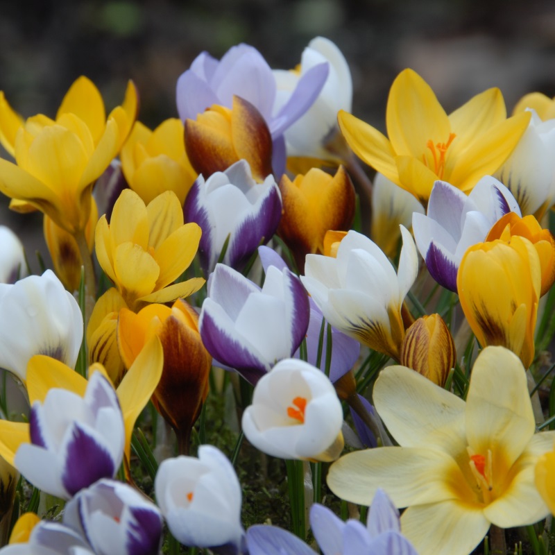 Mixture Botanical Crocus Mix , à 100