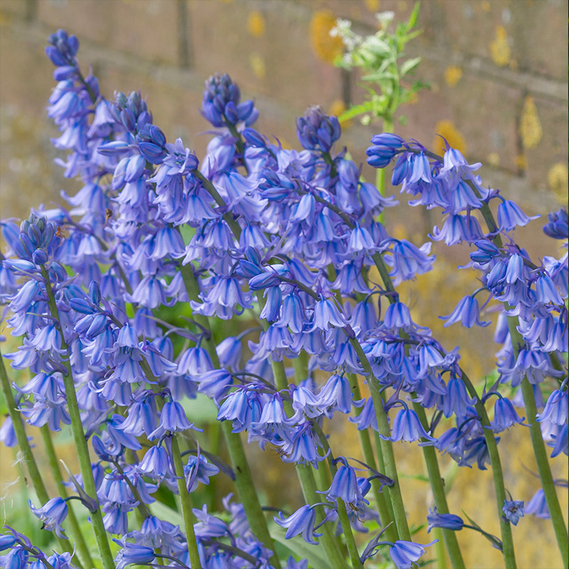 Hyacinthoides hispanica Excelsior 8/10 , à 100
