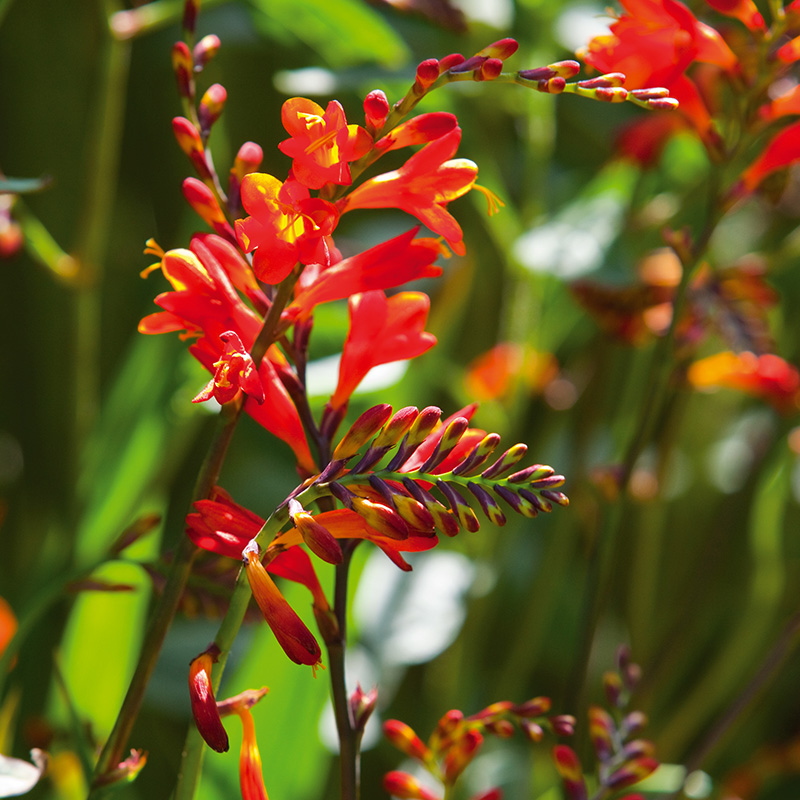 Crocosmia kleinbloemig x crocosmiiflora Red King 8/+, à 100
