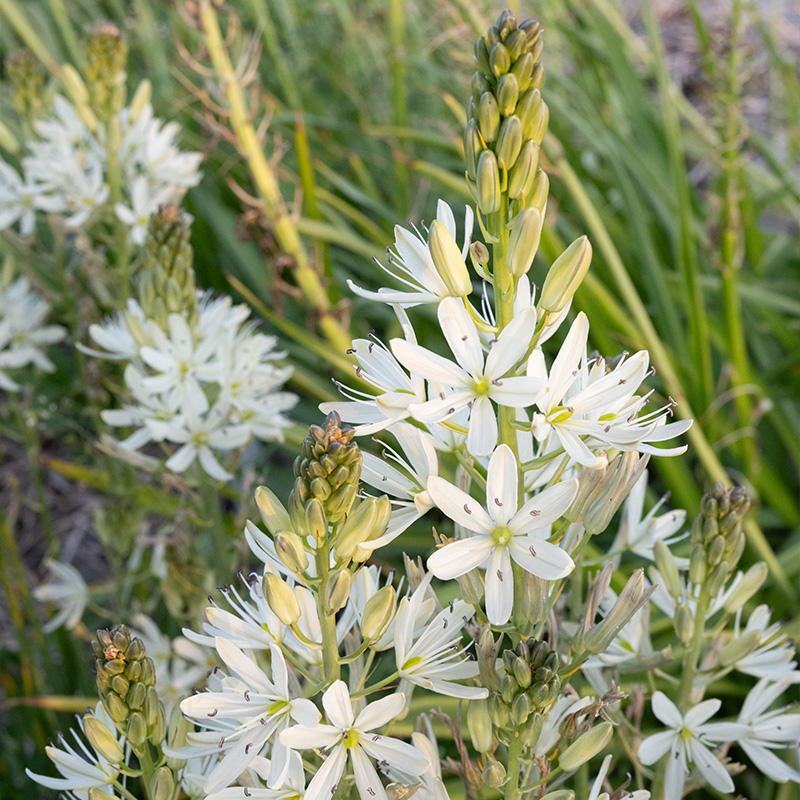 Camassia leichtlinii Silk River 14/+ , à 25