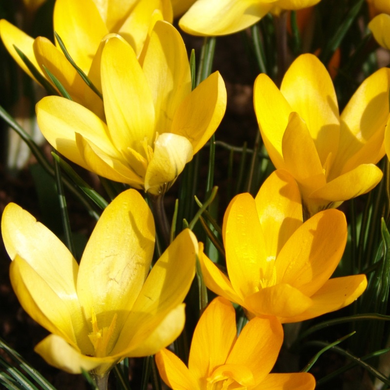 Crocus flavus Golden Yellow 9/10 , à 100