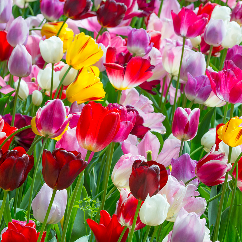Tulipa Triumph Mix 12/+ , à 100