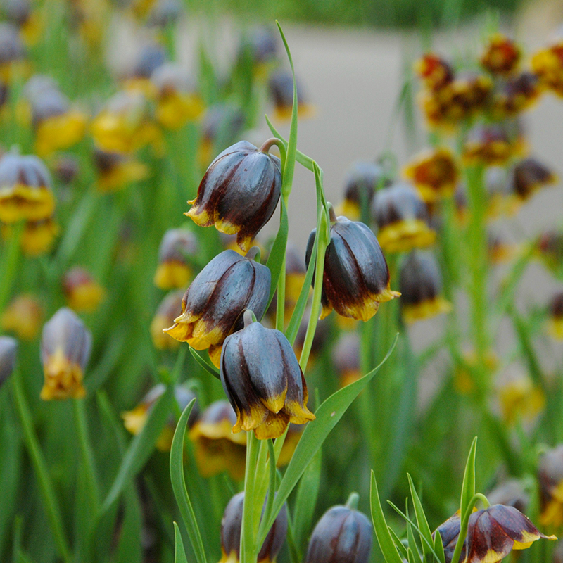 Fritillaria michailovskyi 5/+ , à 100
