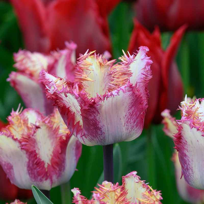 Tulipa Colour Fusion® 12/+ , à 50