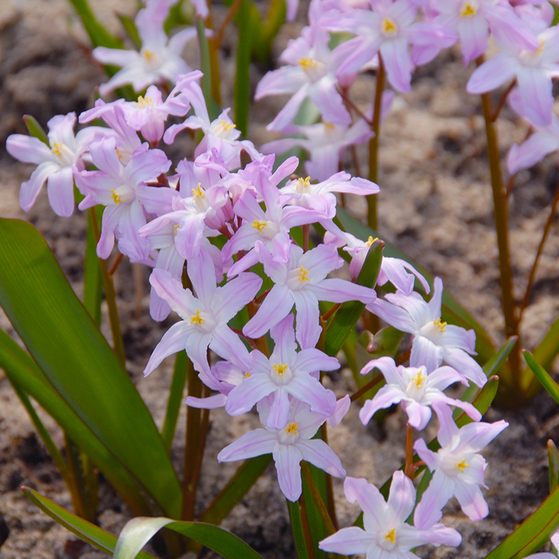 Chionodoxa forbesii Pink Giant 5/+ , à 100