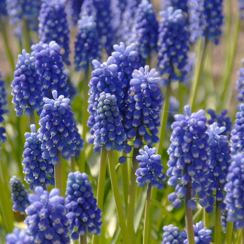 Muscari aucheri Dark Eyes 6/+ , à 100