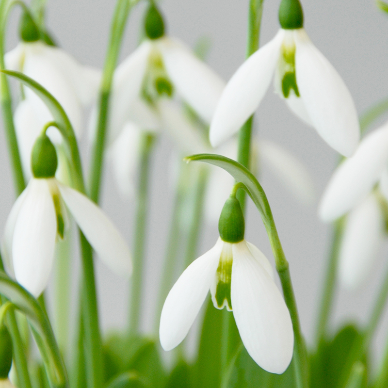 Galanthus elwesii 6/7 , à 100