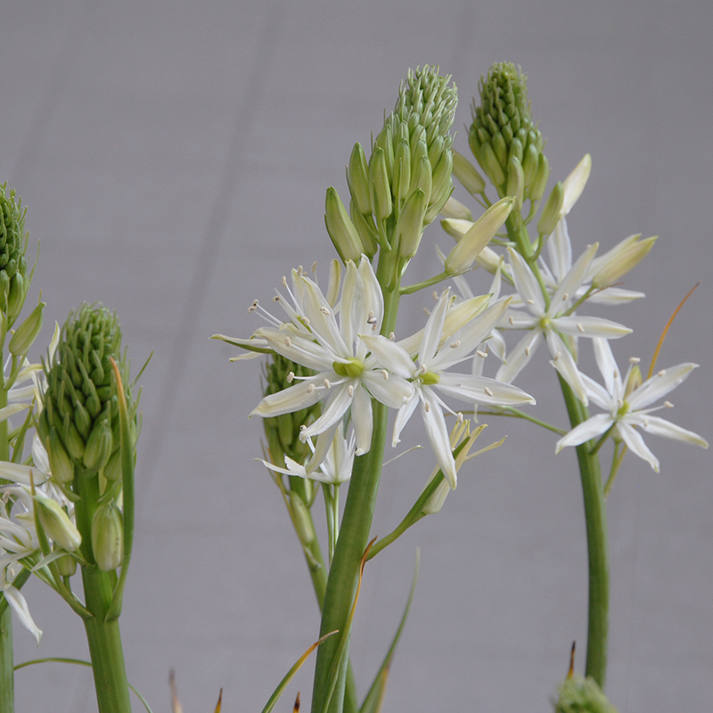Camassia leichtlinii Sacajawea® 14/+ , à 25
