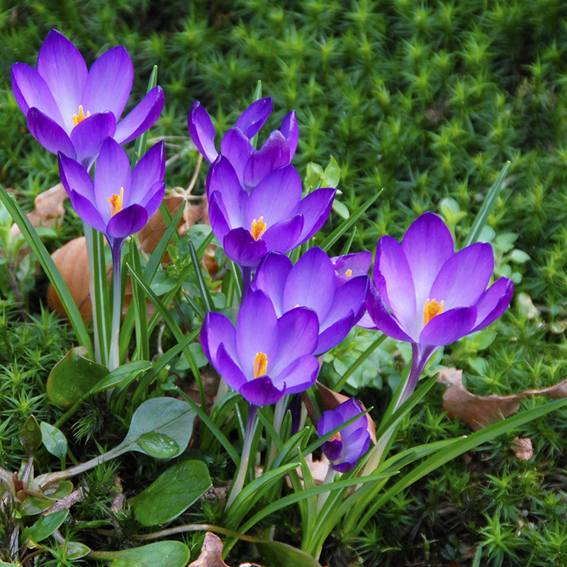 Crocus tommasinianus Ruby Giant 5/+ , à 100
