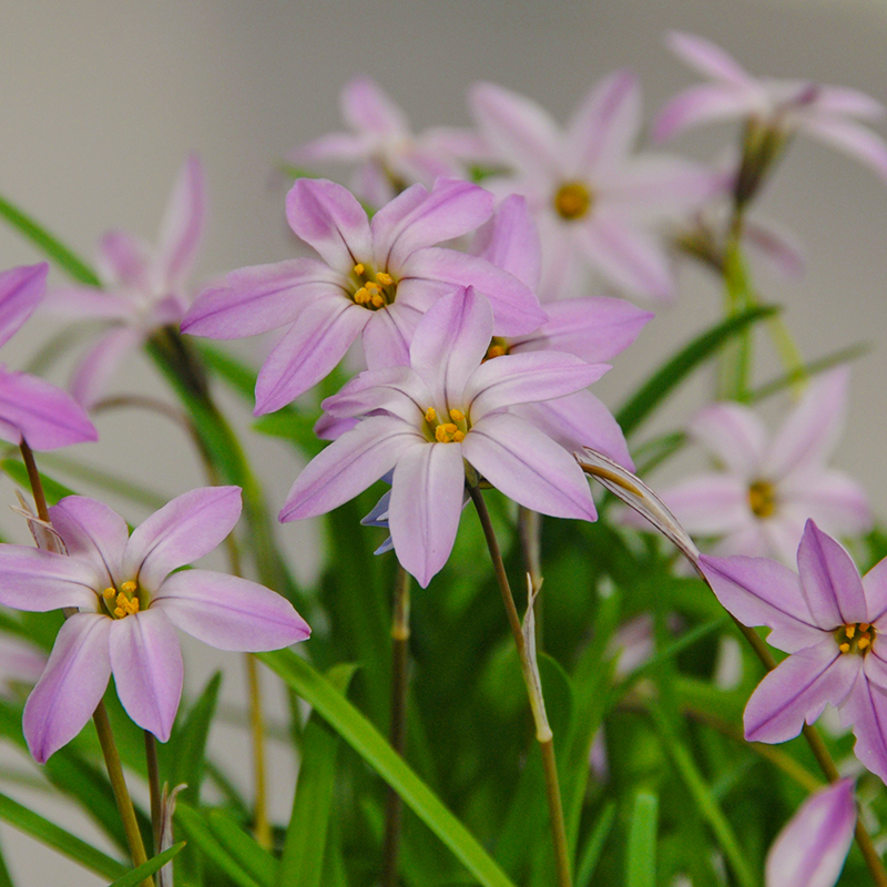 Ipheion Charlotte Bishop® 4/+ , à 100
