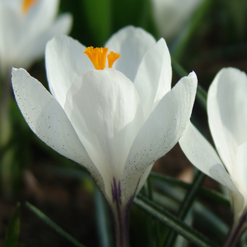 Crocus vernus Jeanne d'Arc 9/10 , à 100