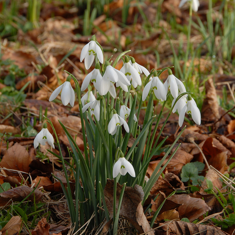 Galanthus nivalis 5/6 , à 100