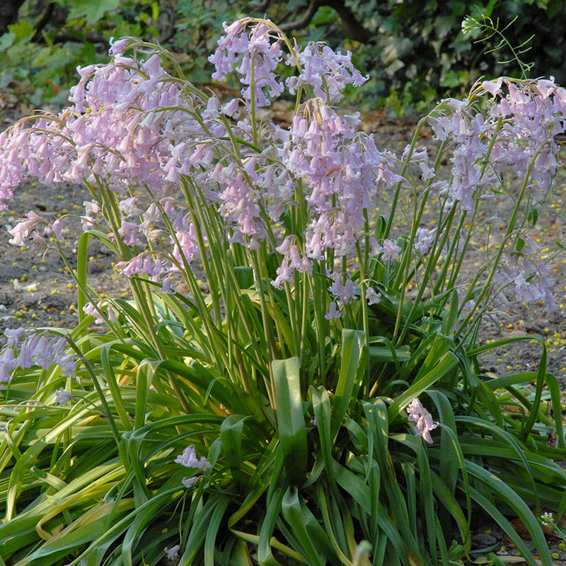 Hyacinthoides hispanica Rose Queen 8/10 , à 100
